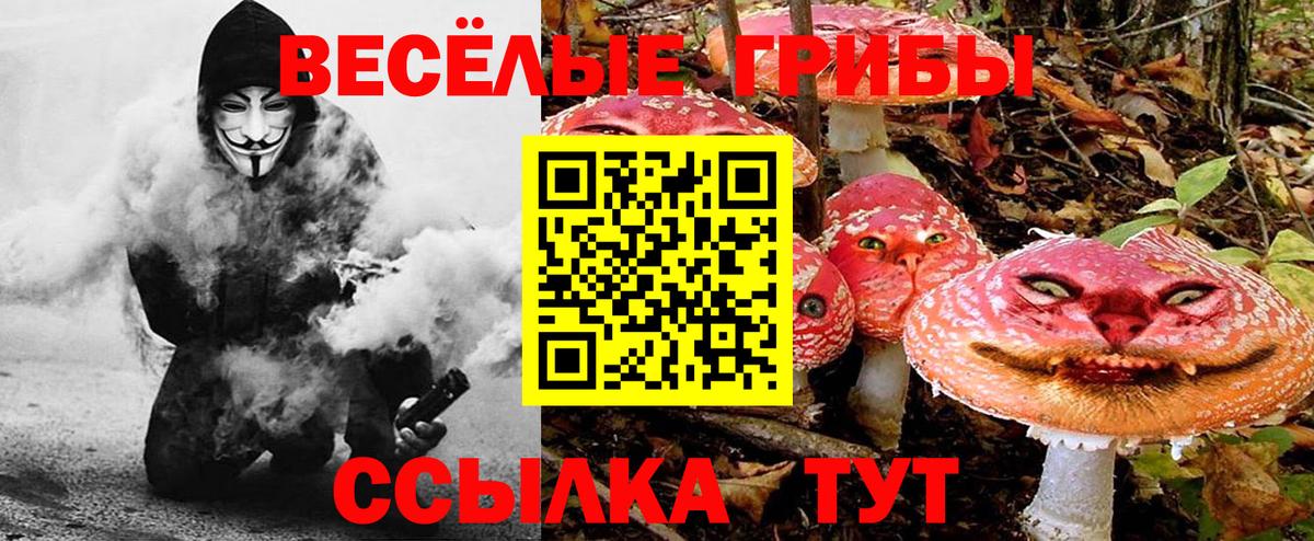 Псилоцибиновые грибы Cubensis Вичуга